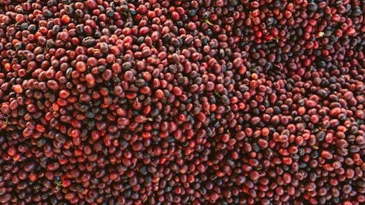 Pile of fresh, ripe coffee beans in a close-up shot, showcasing their rich colors and natural texture.